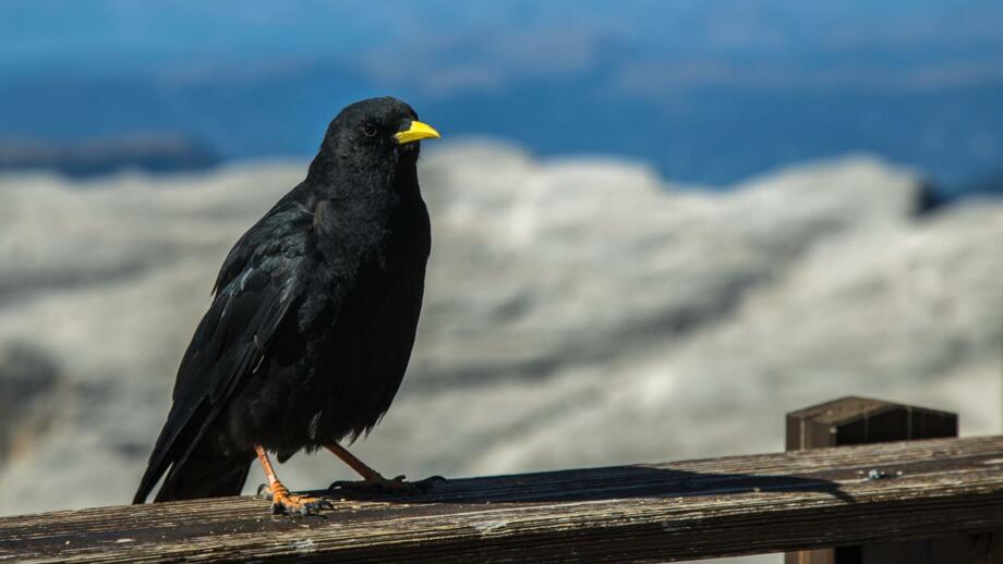 Ein Vogel auf der Veranda einer Hütte in den Dolomiten