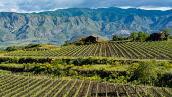 Landschaft mit grünen Weinbergen in der nähe des Ätna