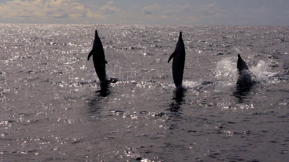 Madeira Delfine