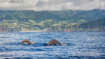 Madeira Whale Watching