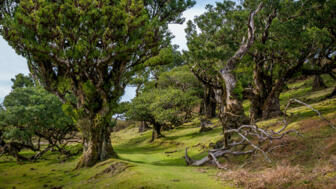 Madeira Lorbeerwald