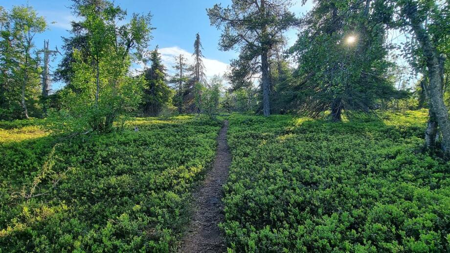 Pyhävaara reindeer trail