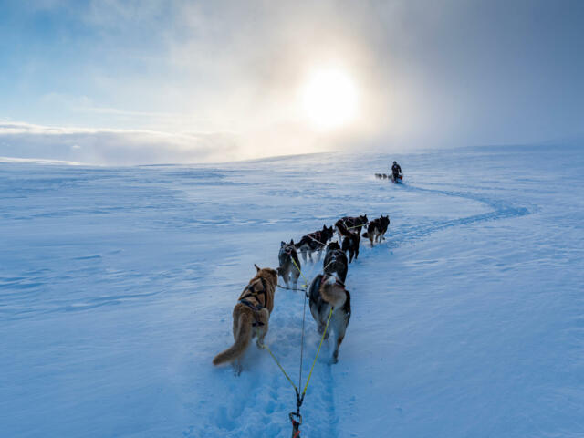 Hundeschlitten aus Sicht des Mushers in verschneiter Landschaft