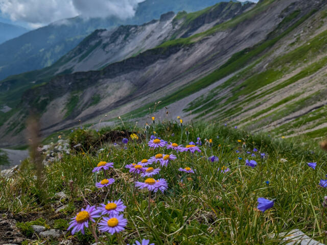 Blumen am Berg