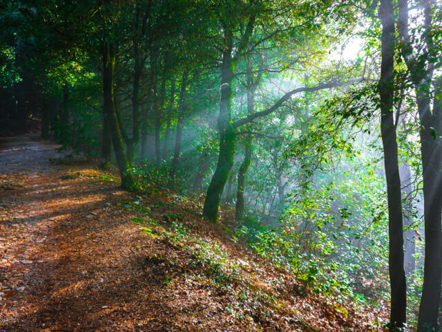 Wanderweg im Wald auf dem Weg zum Monte Tezio