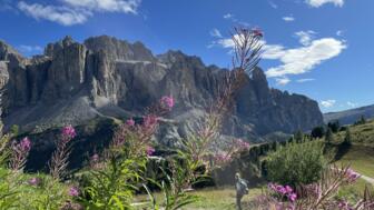 Dolomitenlandschaft mit Blumen im Vordergrund