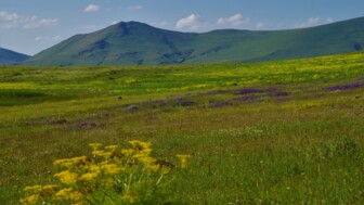 Eine Wiese mit Blumen auf der Mountainbiketour am Ararat.