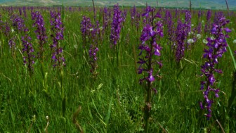 Eine Wiese mit lilafarbenen Orchideen.